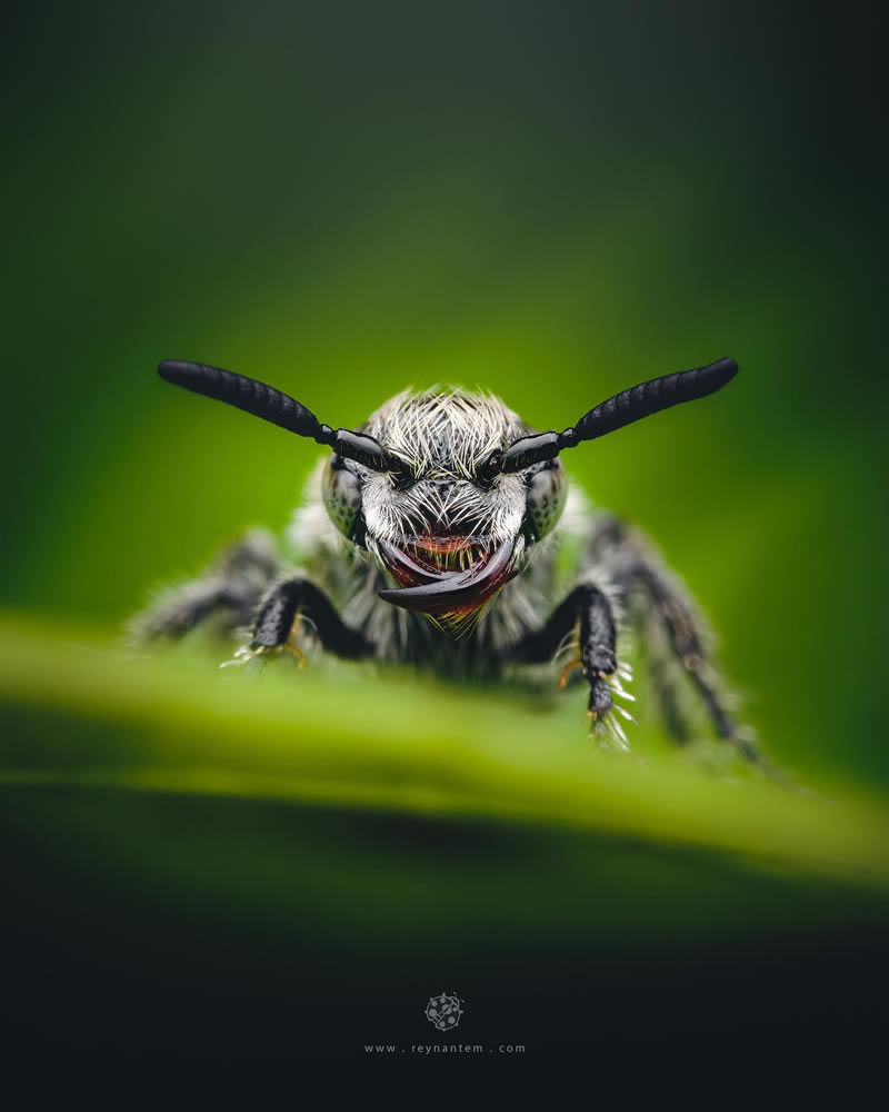 Close-Up Portraits Of Insects By Reynante Martinez