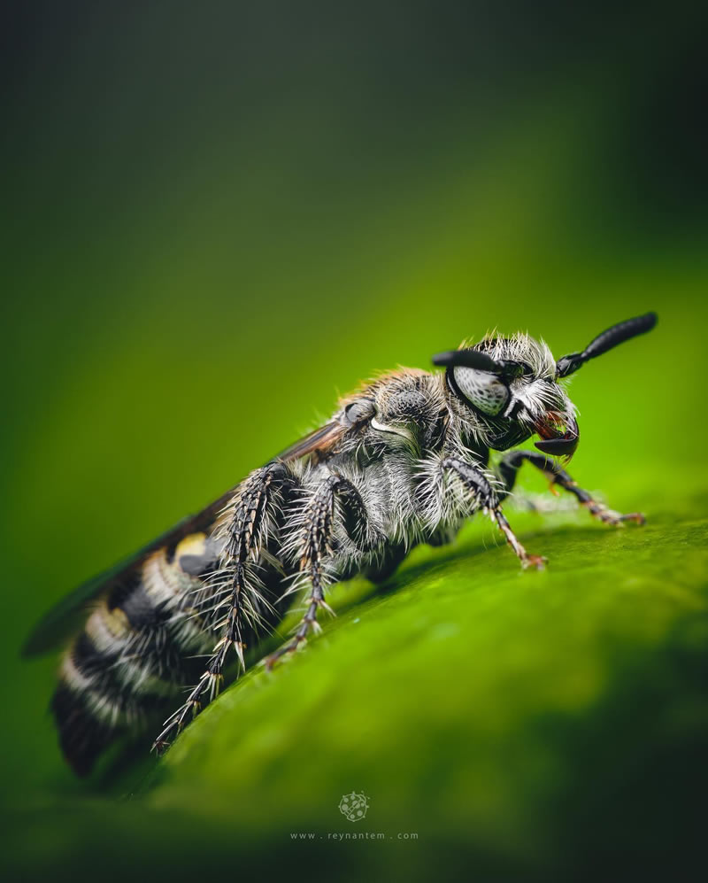 Close-Up Portraits Of Insects By Reynante Martinez