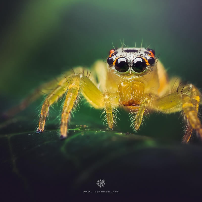 Close-Up Portraits Of Insects By Reynante Martinez