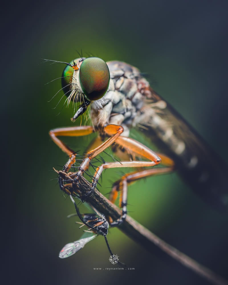 Close-Up Portraits Of Insects By Reynante Martinez