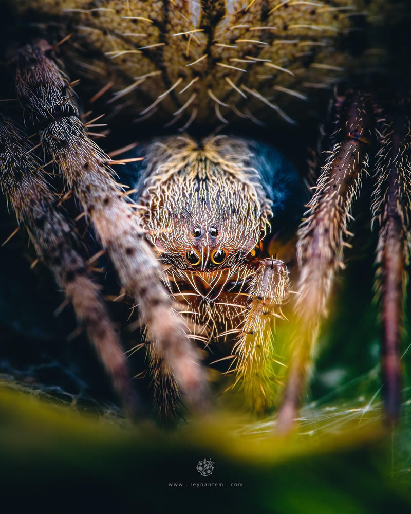 Close-Up Portraits Of Insects By Reynante Martinez