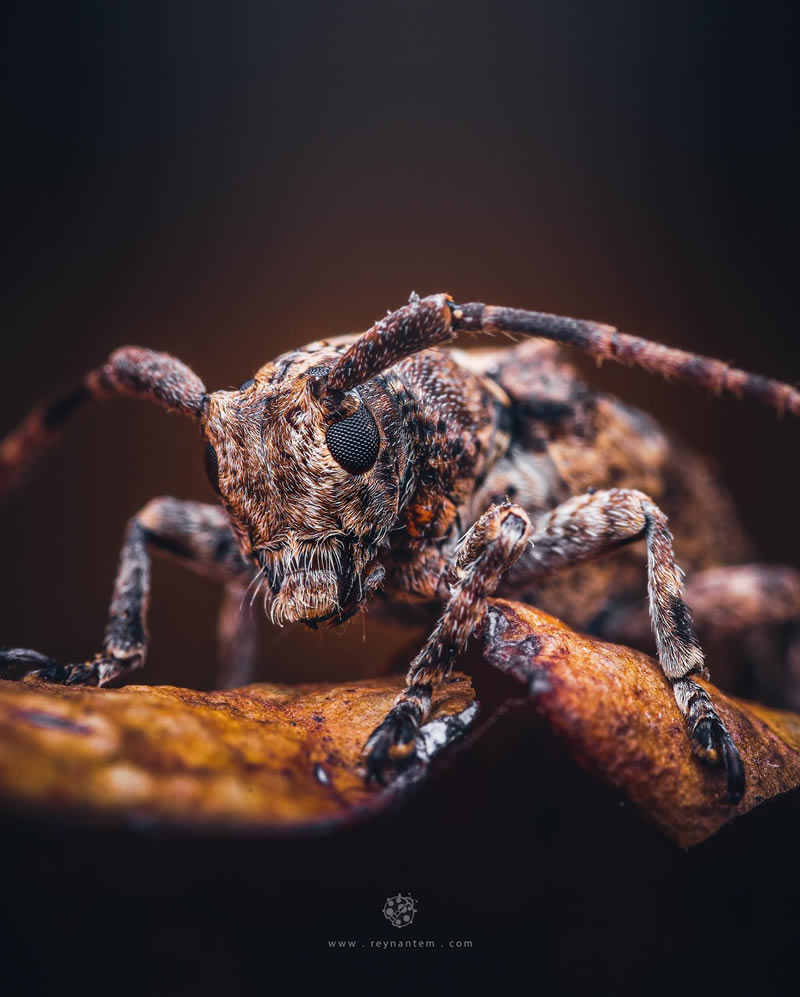 Close-Up Portraits Of Insects By Reynante Martinez