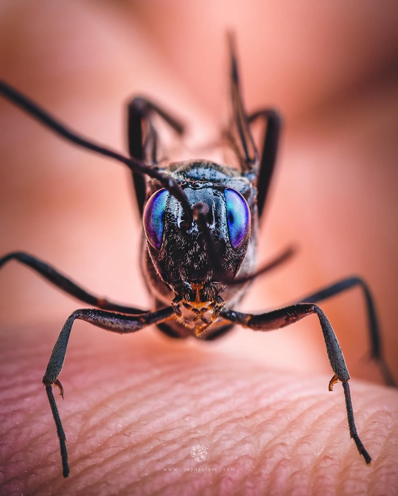 Close-Up Portraits Of Insects By Reynante Martinez