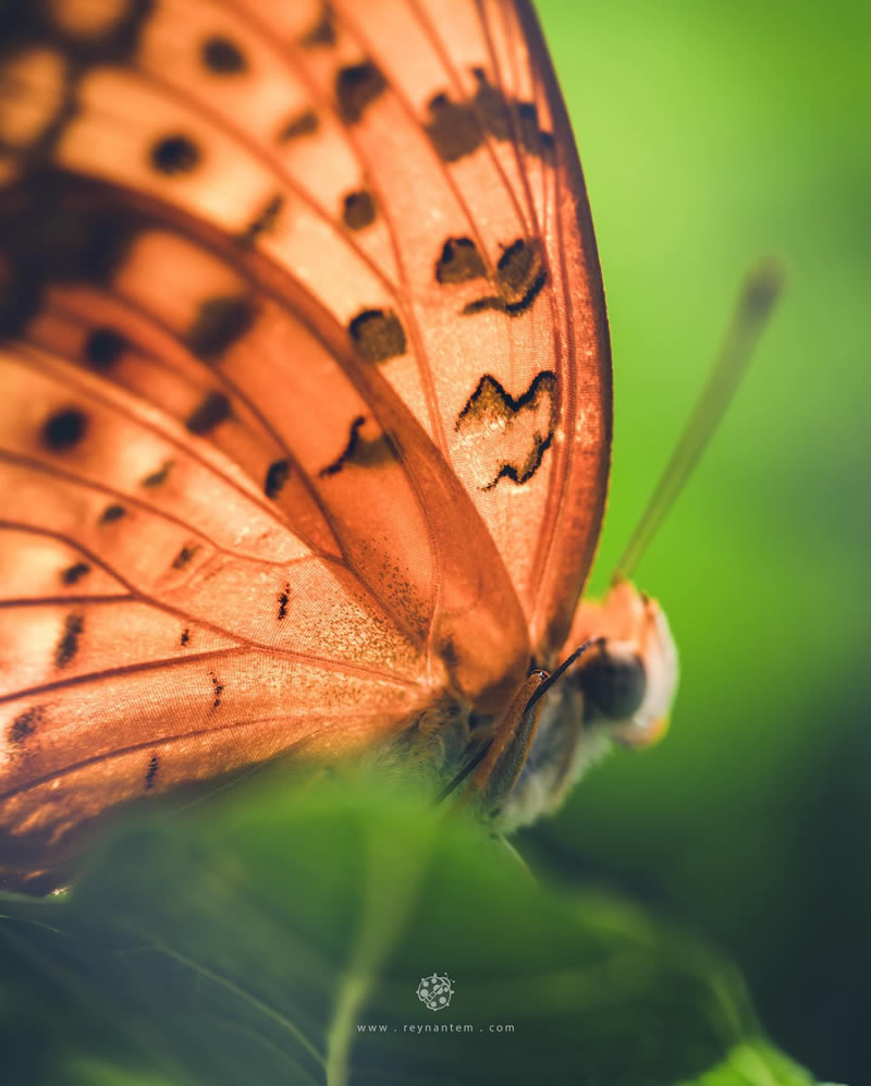 Close-Up Portraits Of Insects By Reynante Martinez