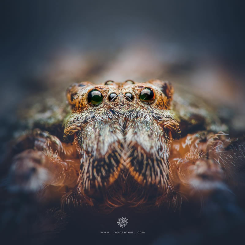 Close-Up Portraits Of Insects By Reynante Martinez