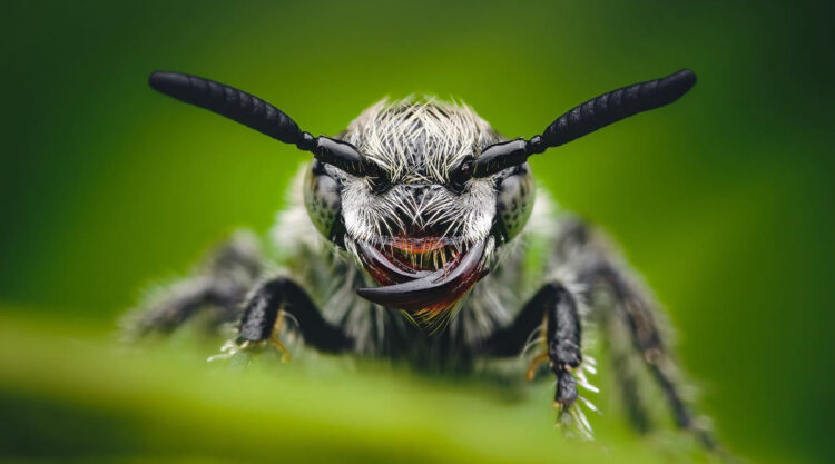 Close-Up Portraits Of Insects By Reynante Martinez