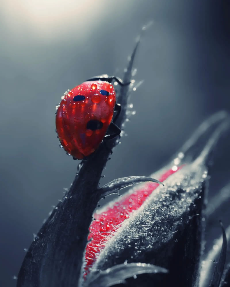 Macro Photos Of Ladybugs By Makis Bitos