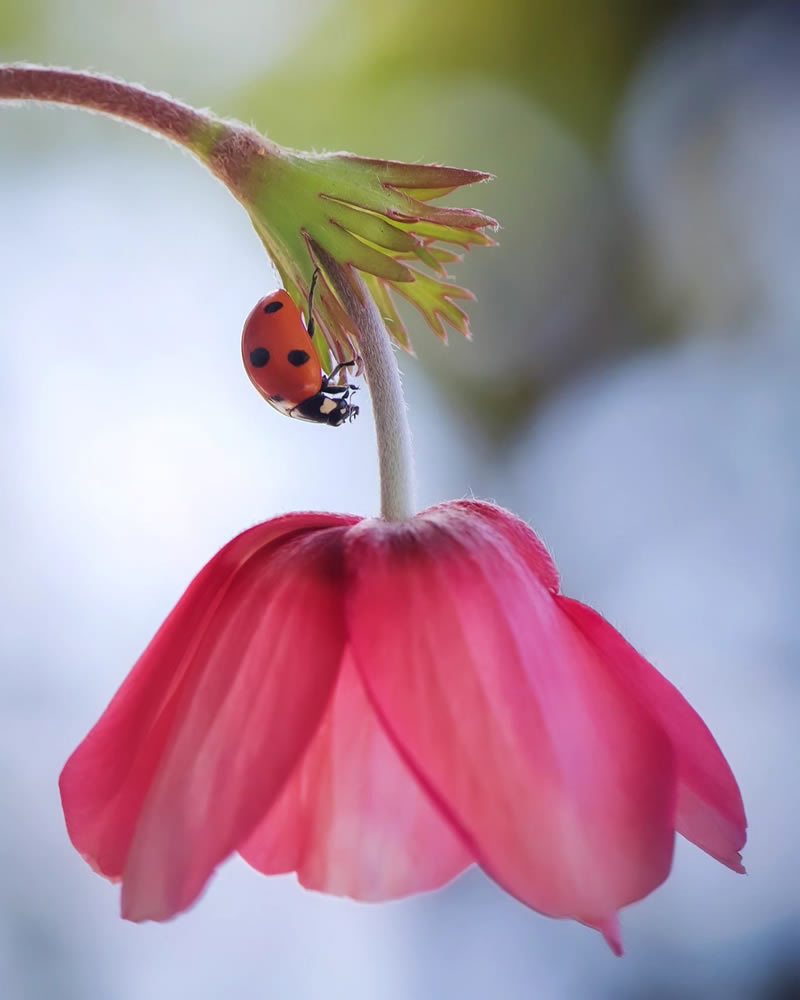 Macro Photos Of Ladybugs By Makis Bitos