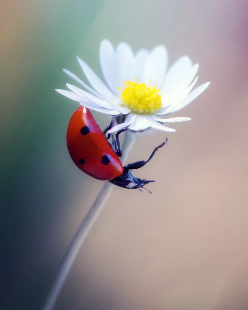 Macro Photos Of Ladybugs By Makis Bitos