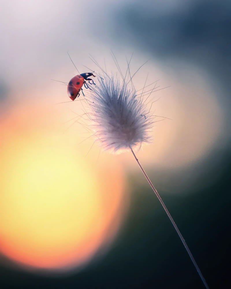 Macro Photos Of Ladybugs By Makis Bitos