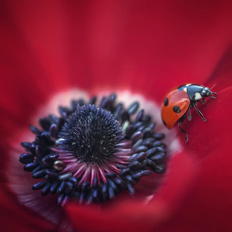 Macro Photos Of Ladybugs By Makis Bitos