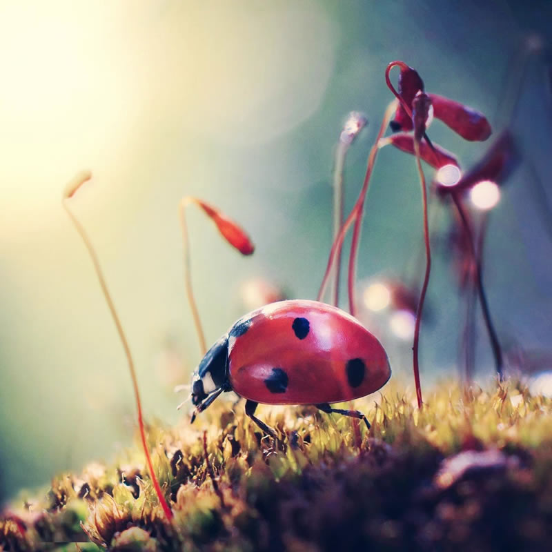 Macro Photos Of Ladybugs By Makis Bitos