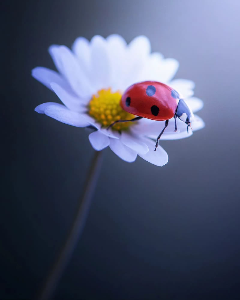 Macro Photos Of Ladybugs By Makis Bitos