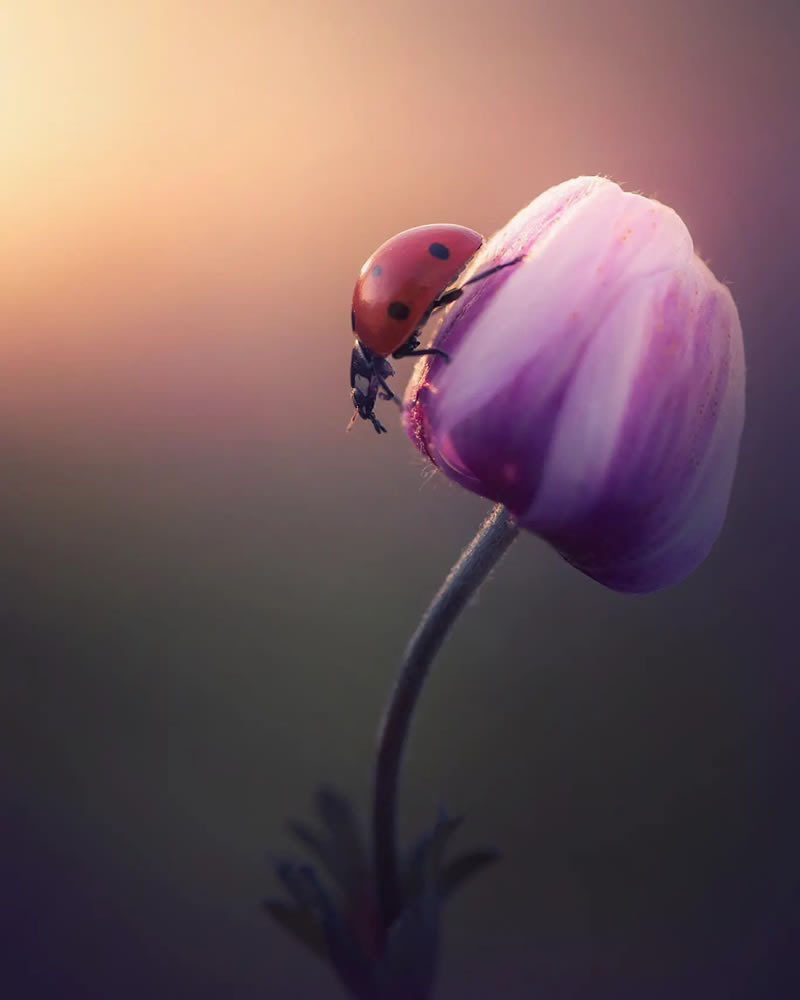 Macro Photos Of Ladybugs By Makis Bitos