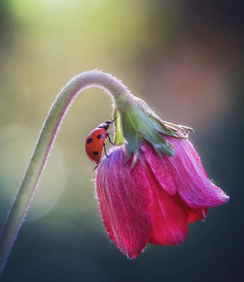 Macro Photos Of Ladybugs By Makis Bitos