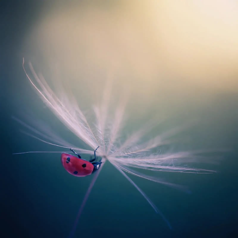 Macro Photos Of Ladybugs By Makis Bitos