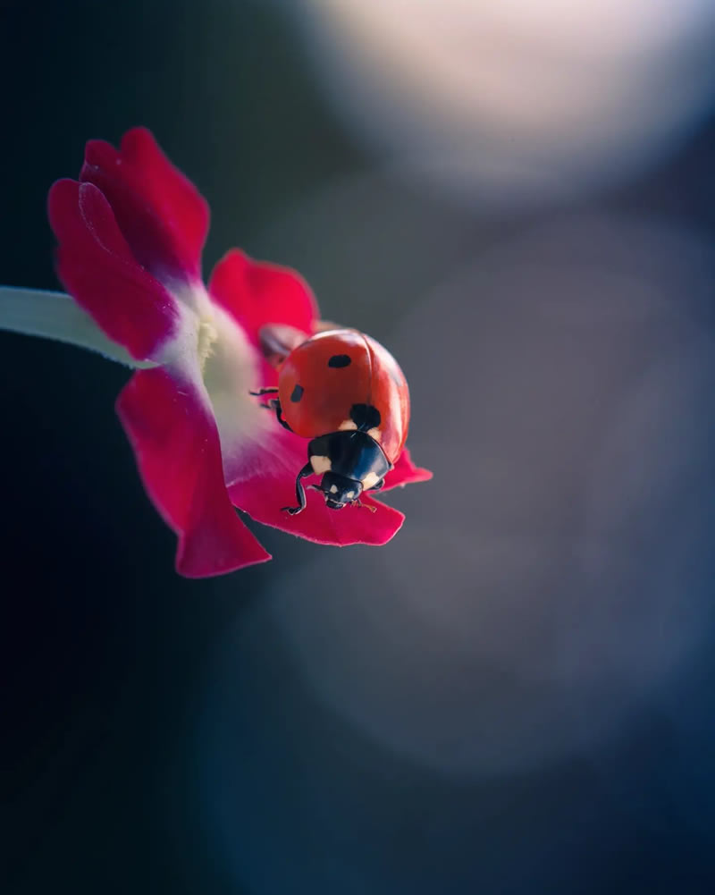 Macro Photos Of Ladybugs By Makis Bitos