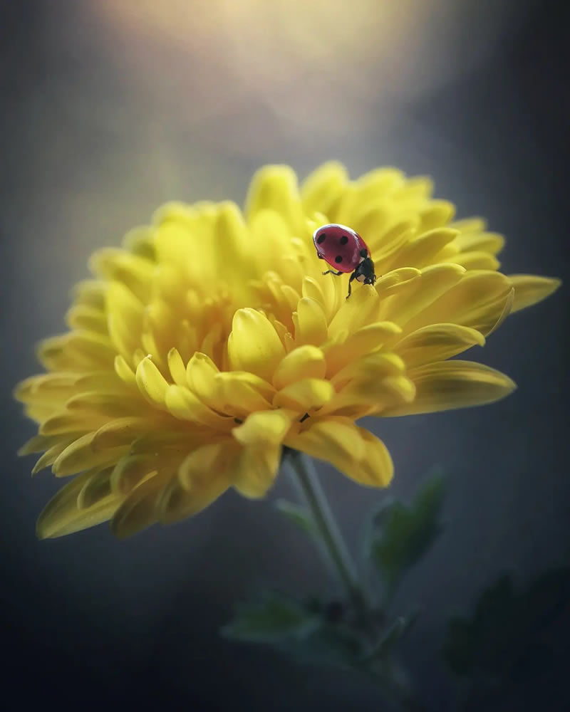 Macro Photos Of Ladybugs By Makis Bitos