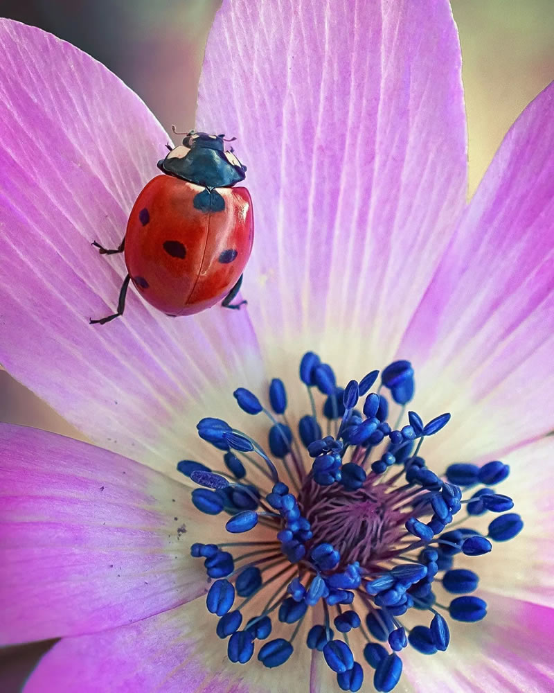 Macro Photos Of Ladybugs By Makis Bitos