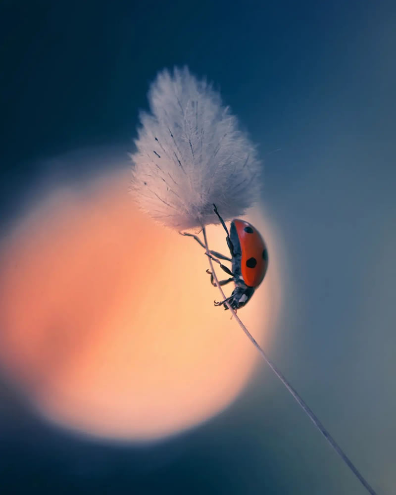 Macro Photos Of Ladybugs By Makis Bitos