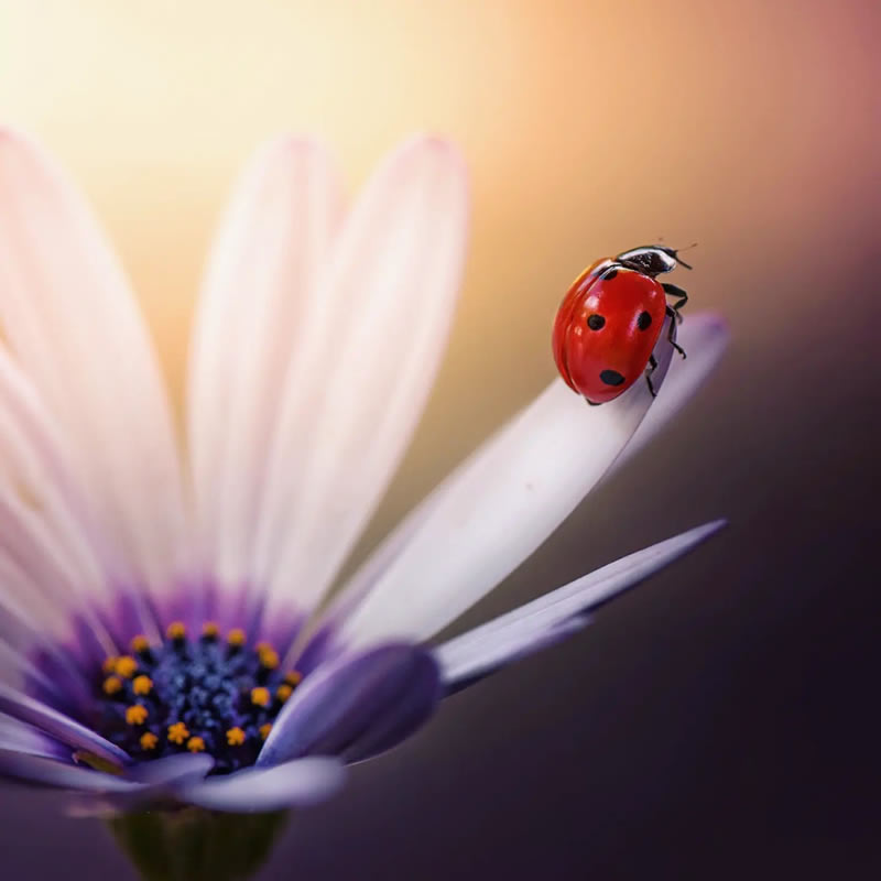 Macro Photos Of Ladybugs By Makis Bitos