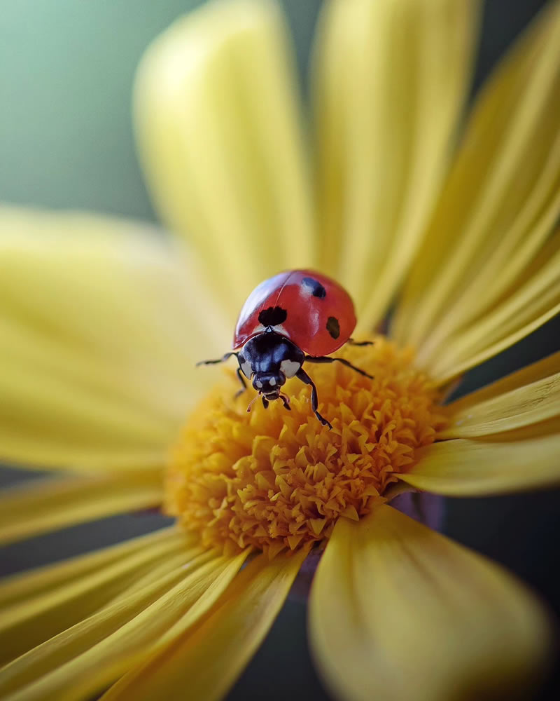 Macro Photos Of Ladybugs By Makis Bitos