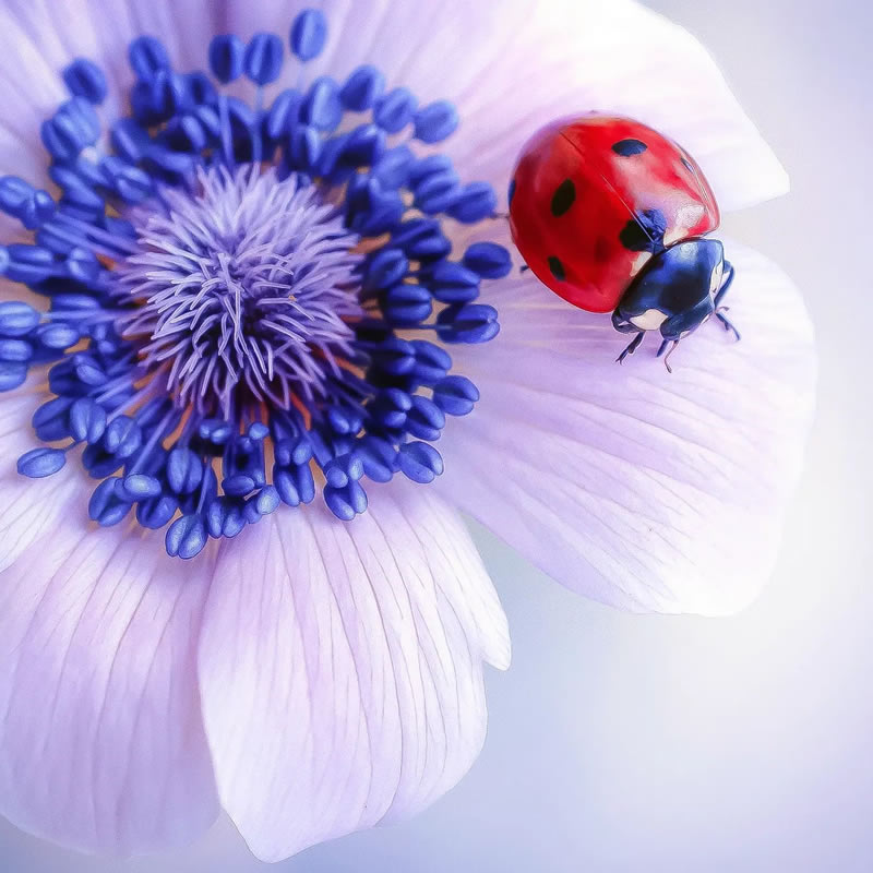 Macro Photos Of Ladybugs By Makis Bitos