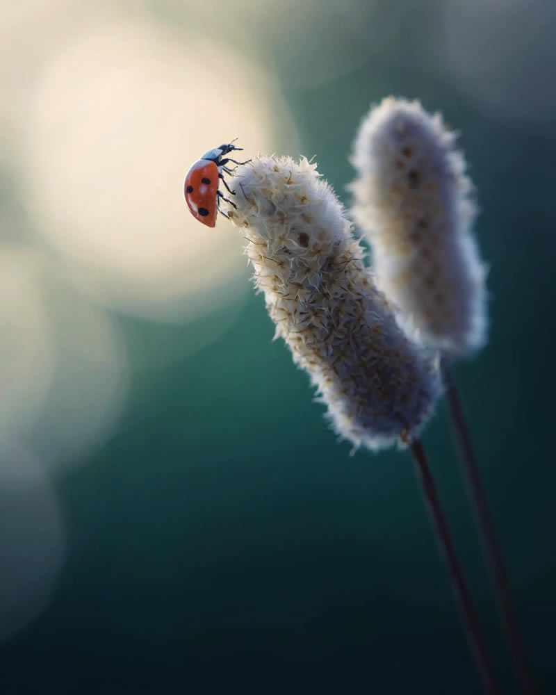 Macro Photos Of Ladybugs By Makis Bitos