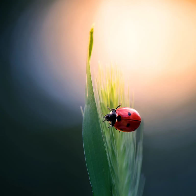 Macro Photos Of Ladybugs By Makis Bitos