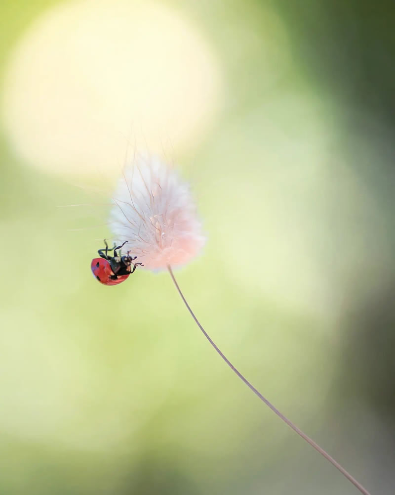 Macro Photos Of Ladybugs By Makis Bitos