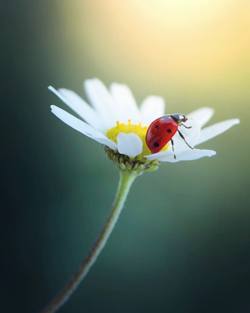 Macro Photos Of Ladybugs By Makis Bitos