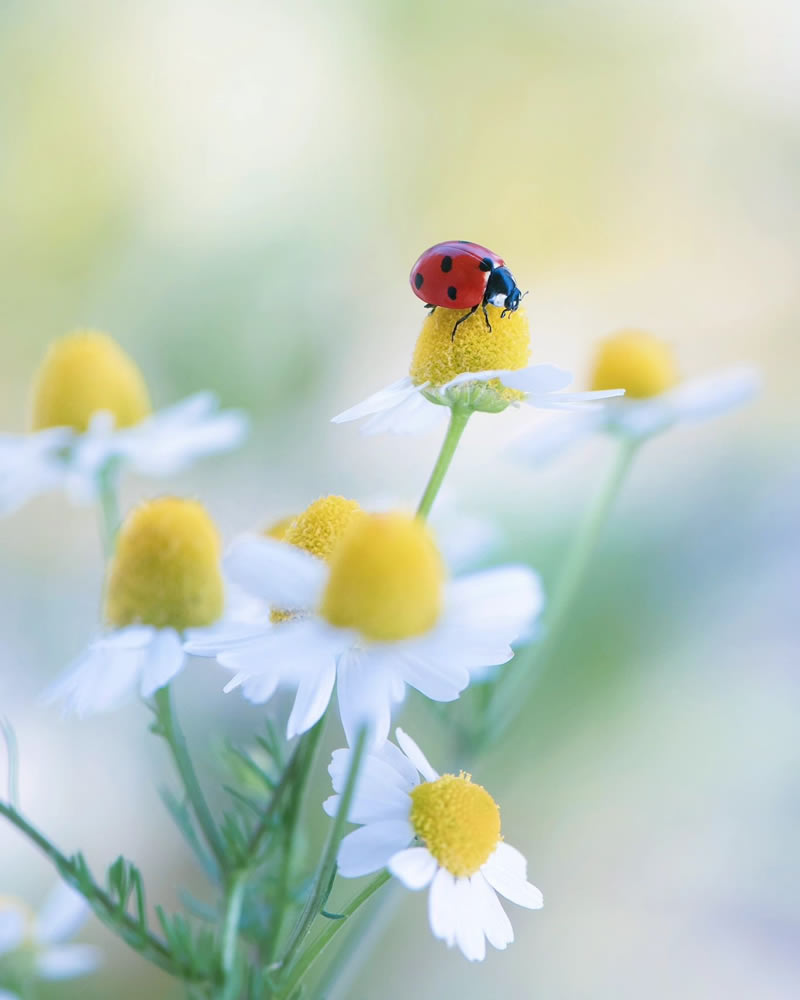 Macro Photos Of Ladybugs By Makis Bitos