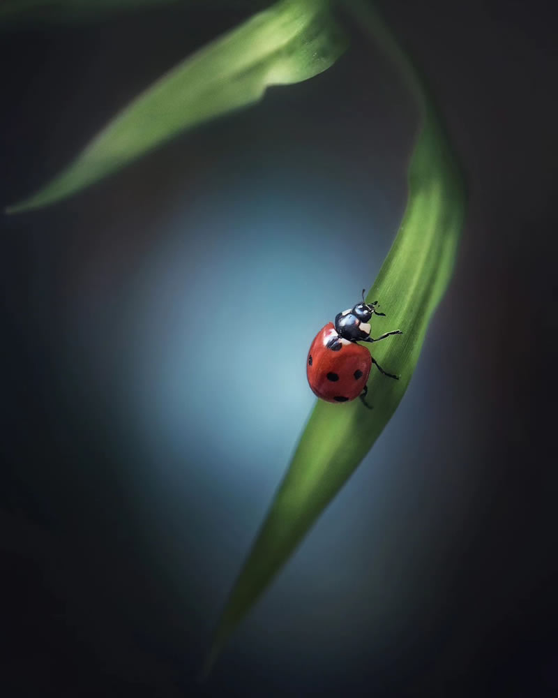 Macro Photos Of Ladybugs By Makis Bitos