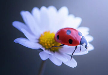 Macro Photos Of Ladybugs By Makis Bitos