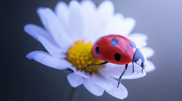 Macro Photos Of Ladybugs By Makis Bitos