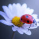 Macro Photos Of Ladybugs By Makis Bitos