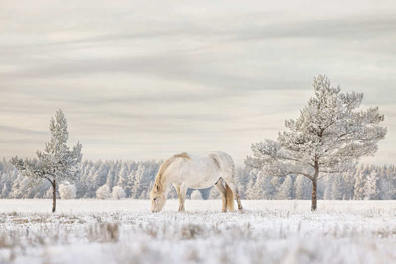 Refocus Minimalism Photography Awards