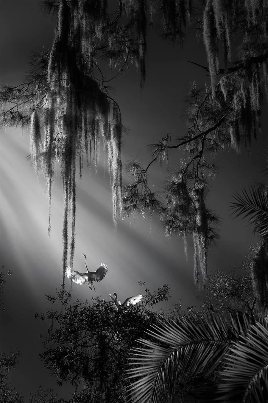 Award-Winning Black And White Photos of 2024