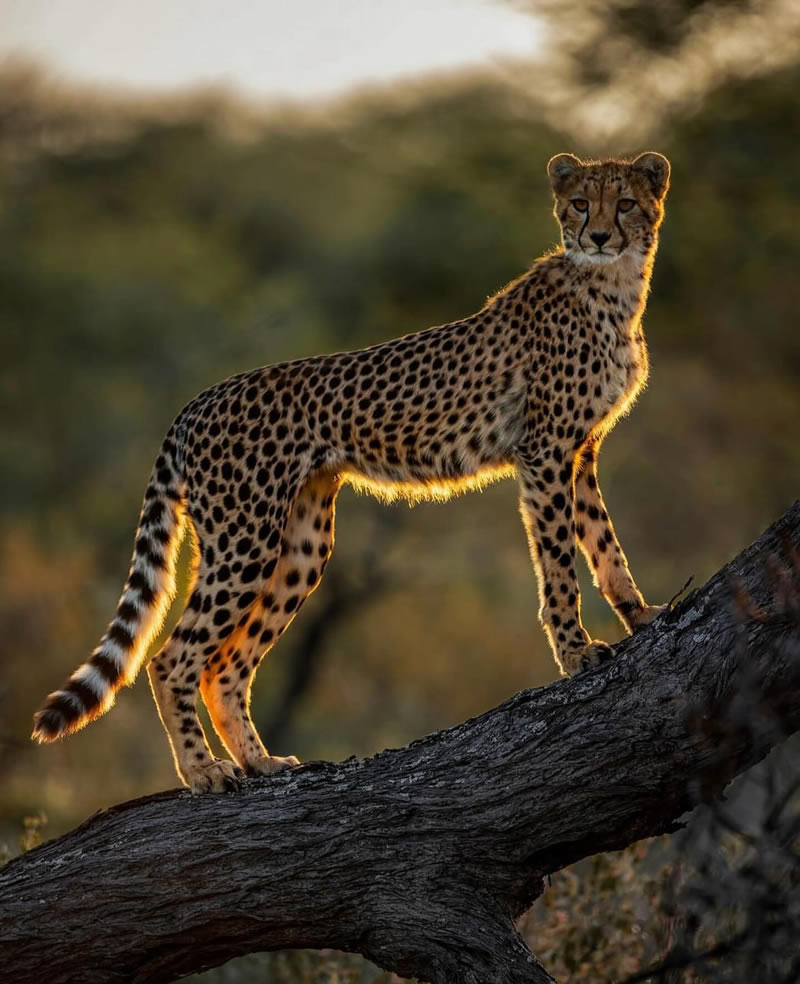 The Beauty Of South African Wildlife Photography 