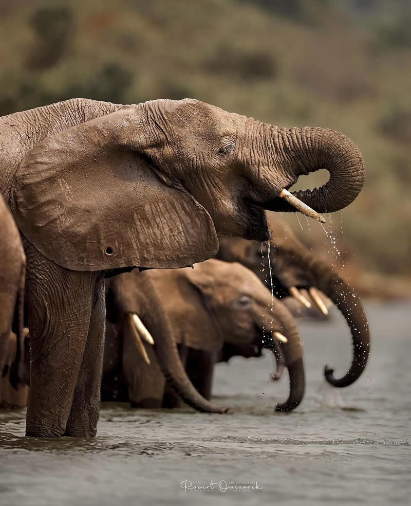 The Beauty Of South African Wildlife Photography 