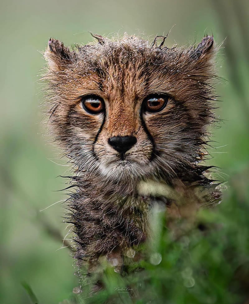 The Beauty Of South African Wildlife Photography 