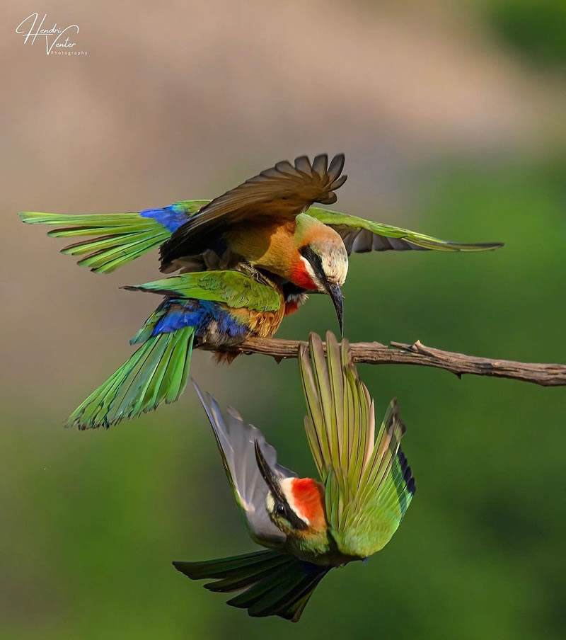 The Beauty Of South African Wildlife Photography 