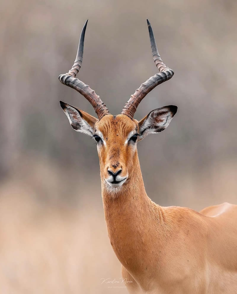 The Beauty Of South African Wildlife Photography 