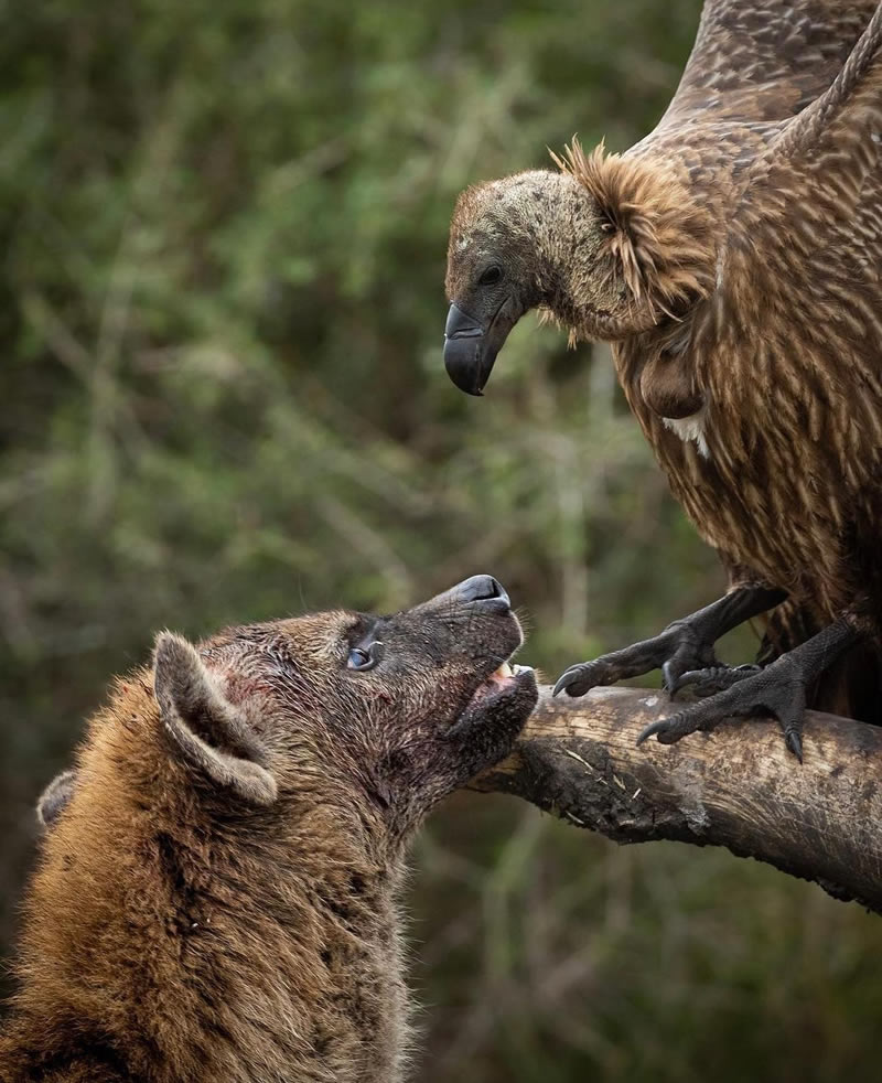 The Beauty Of South African Wildlife Photography 