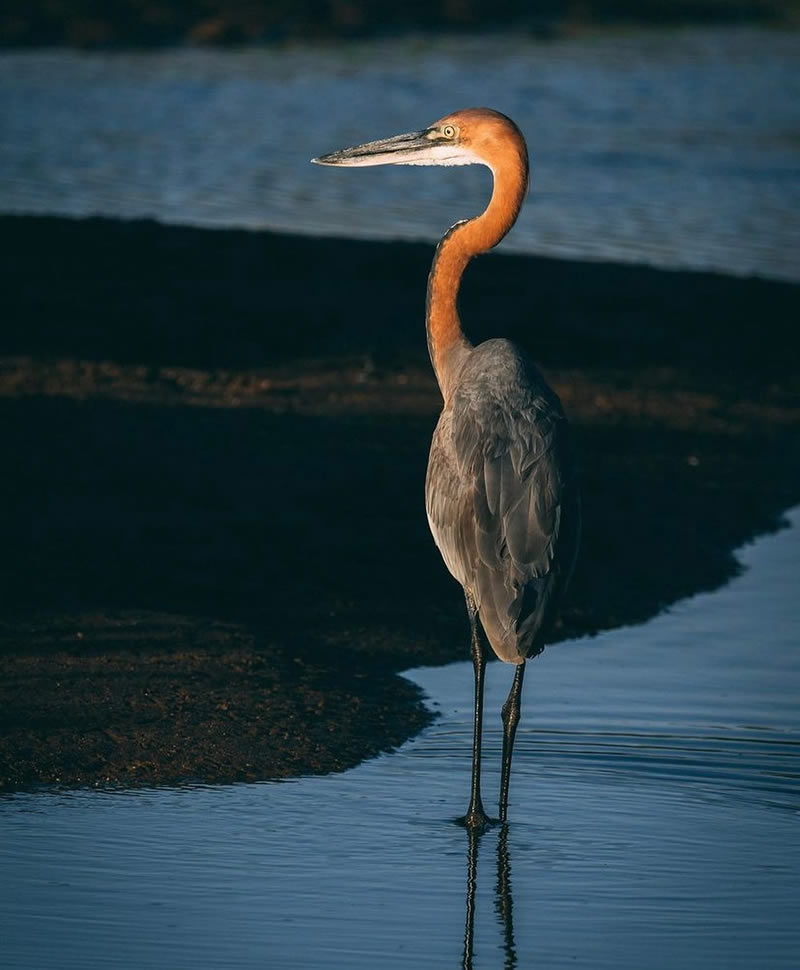 The Beauty Of South African Wildlife Photography 