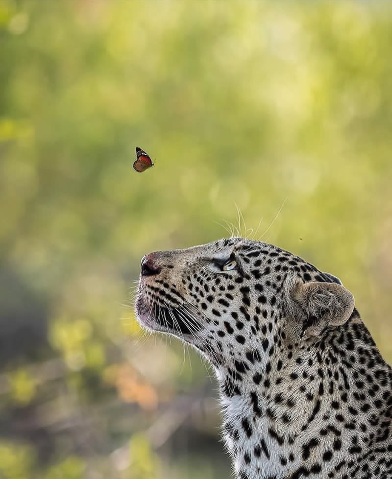 The Beauty Of South African Wildlife Photography 