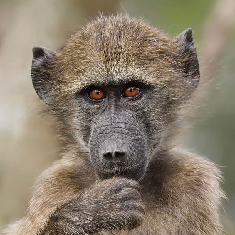 The Beauty Of South African Wildlife Photography 