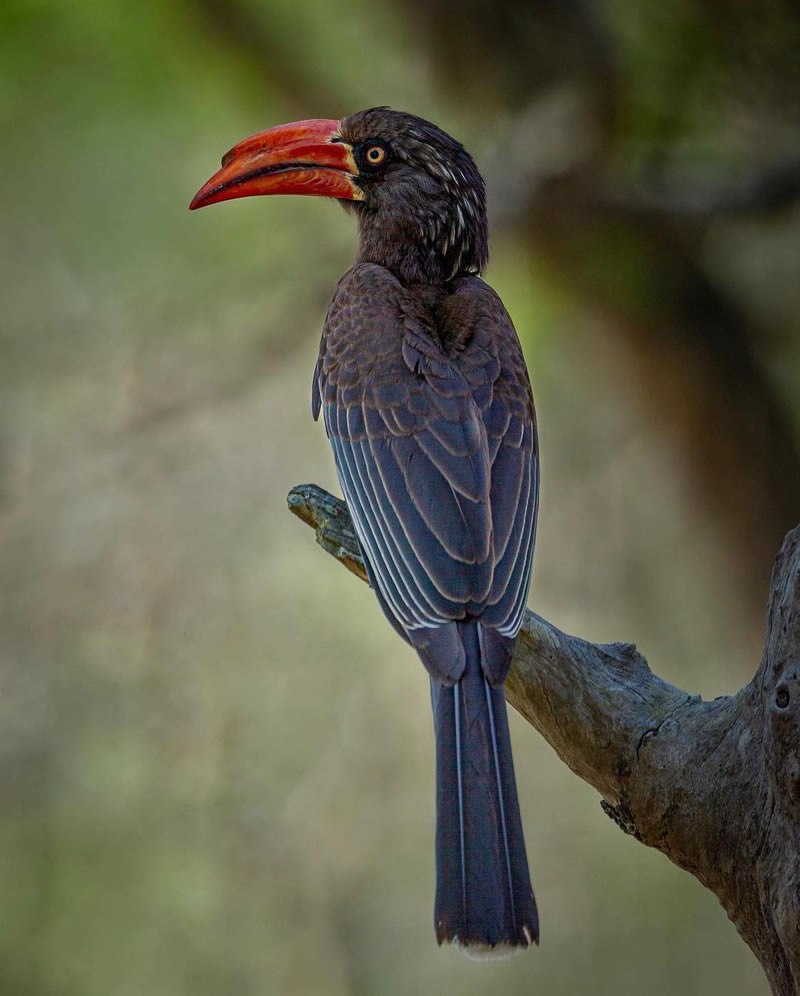 The Beauty Of South African Wildlife Photography 