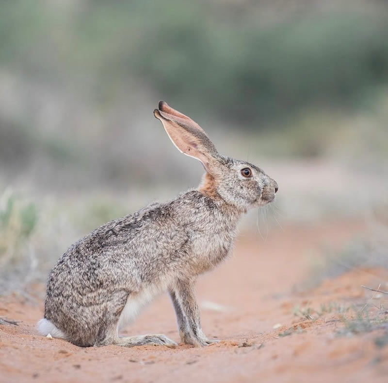 The Beauty Of South African Wildlife Photography 