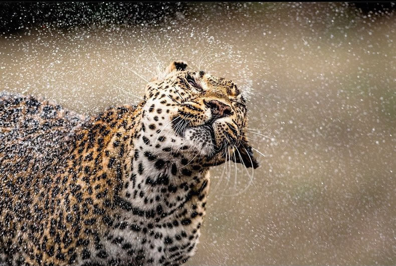 The Beauty Of South African Wildlife Photography 